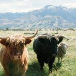 Ether-Bitcoin Ratio Hits Bullish Level, But Caution Ahead